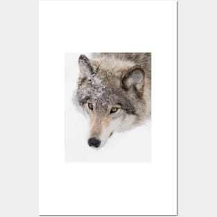 Timber Wolf Posters and Art